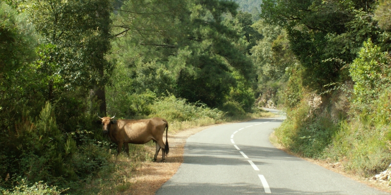 Korsika Bavella-Massiv
