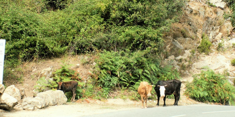 Korsika freilaufende Kühe