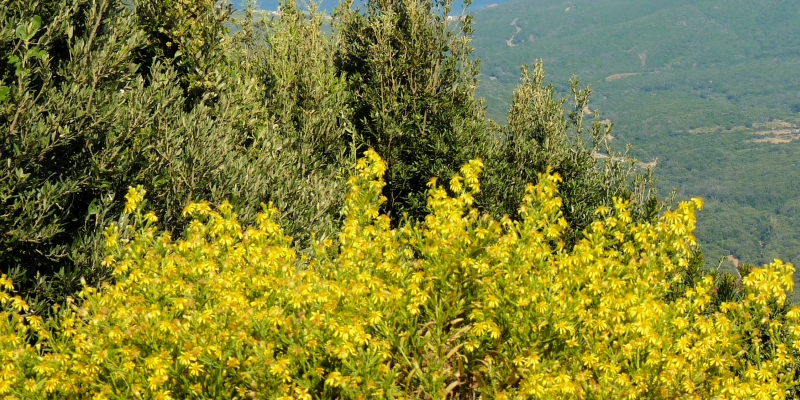 Korsika: Heute Sonnenschein & der Frühling setzt seine Zeichen