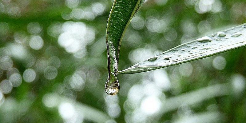 Korsika: Regenmangel Haute-Corse