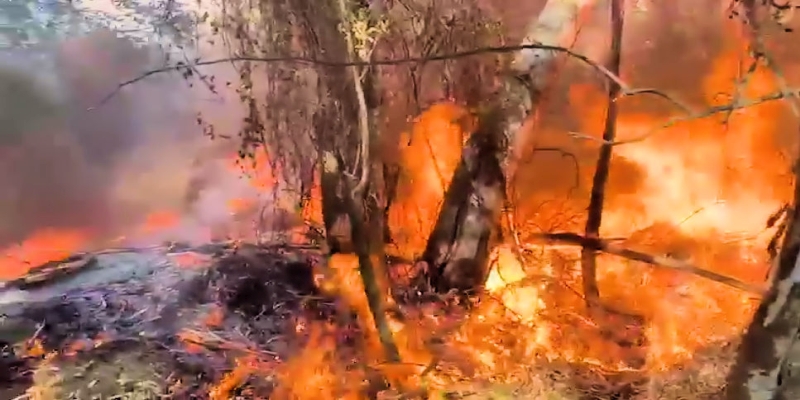 Korsika/Feuer: Feuer in Linguizetta (Haute-Corse)