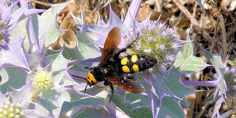 Korsika Rotstirnige Dolchwespe (Megascolia maculata)