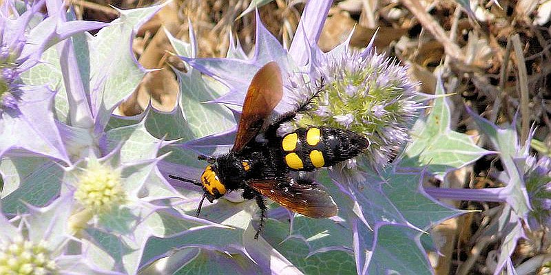 Korsika Rotstirnige Dolchwespe (Megascolia maculata)