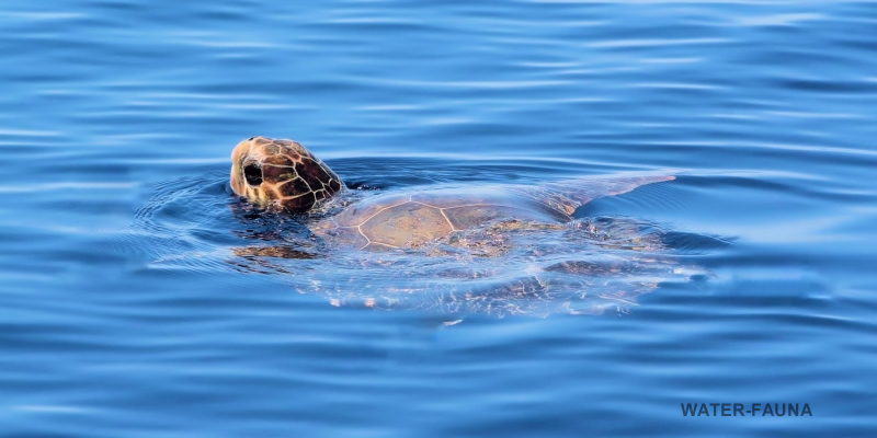 Korsika Meeresschildkröten 