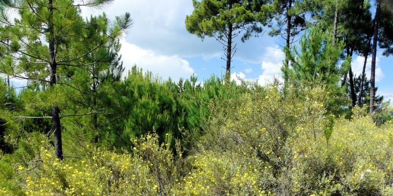 Korsika: Ghisonaccia / Wald von Pinia
