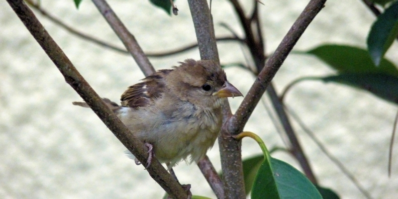Korsika: korsische Spatzen freuen sich schon auf den Frühling