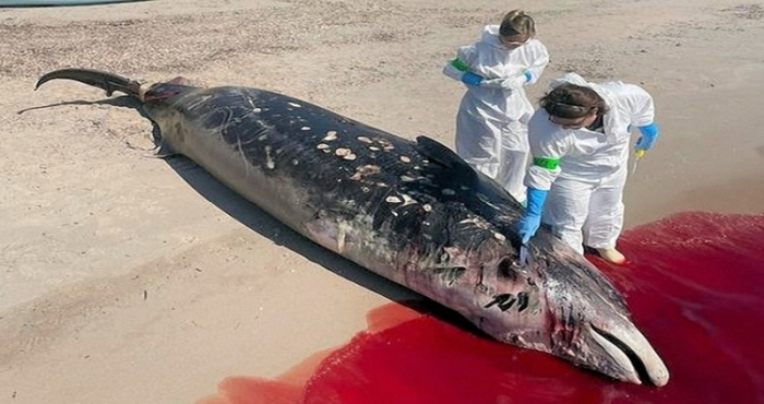 Korsika: Wal in Pinarellu  gestrandet