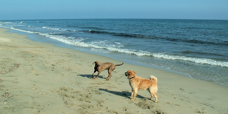 Hunde Korsika Strand