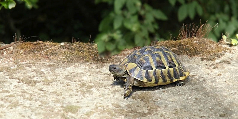 Korsika Hermanns-Schildkröte bedroht