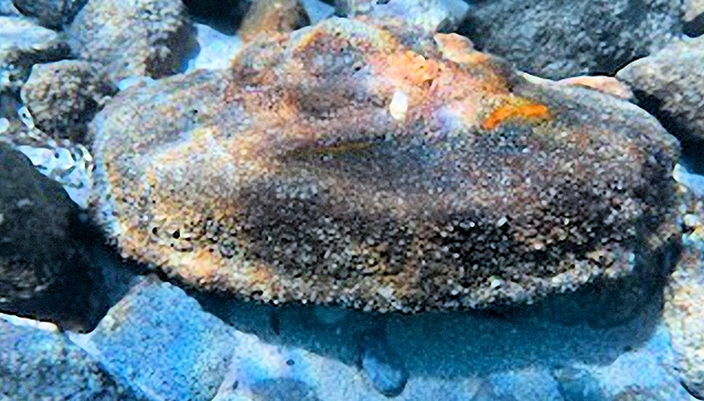 Korsika: Panzerabwehrmine am Strand von Sevani  (Photo Préfecture de Corse et de Corse-du-Sud)