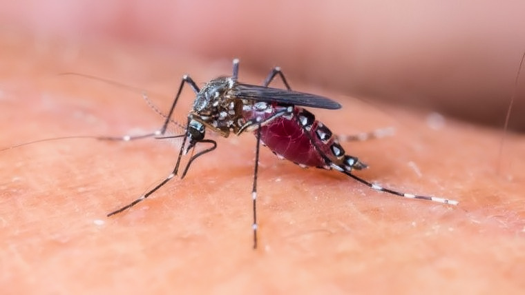 Korsika Aedes-Mücken/Tigermücken
