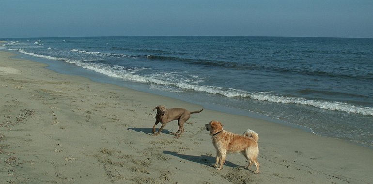 Korsika, Hunde, Leishmaniose 