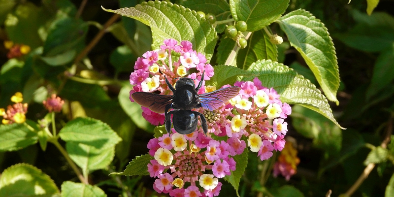 schwarze Biene (Xylocope)
