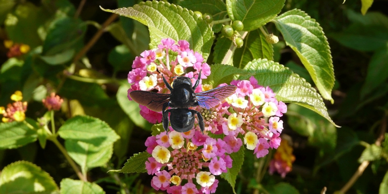 schwarze Biene (Xylocope)
