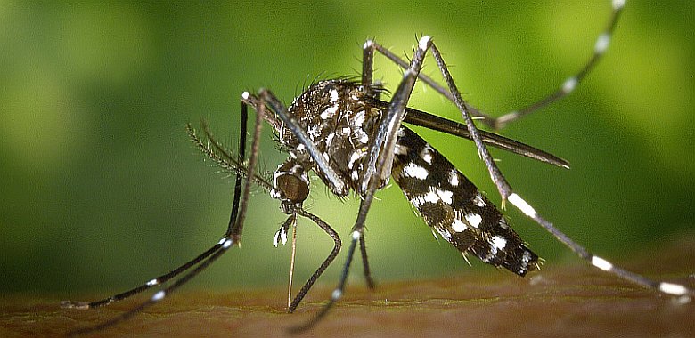 Tigermücke Aedes albopictus